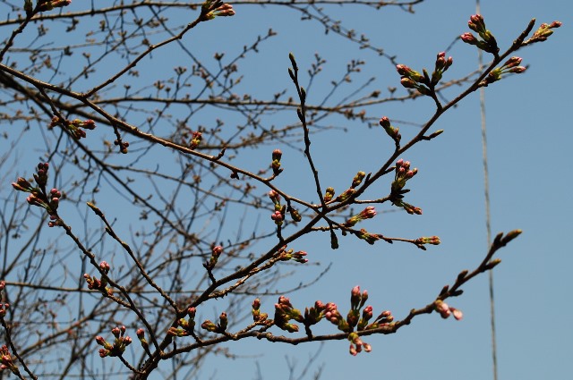湖畔２７桜