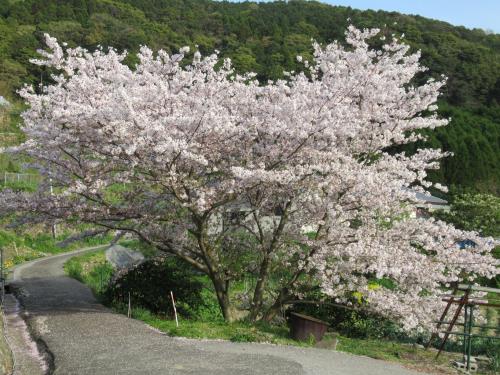 2018桜12