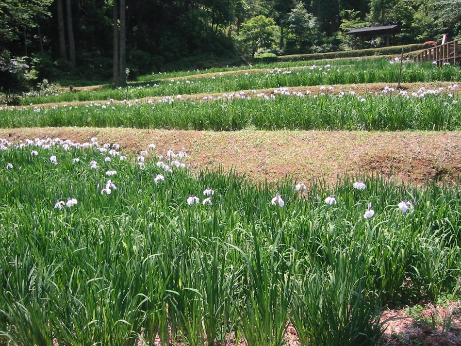 花しょうぶまつり
