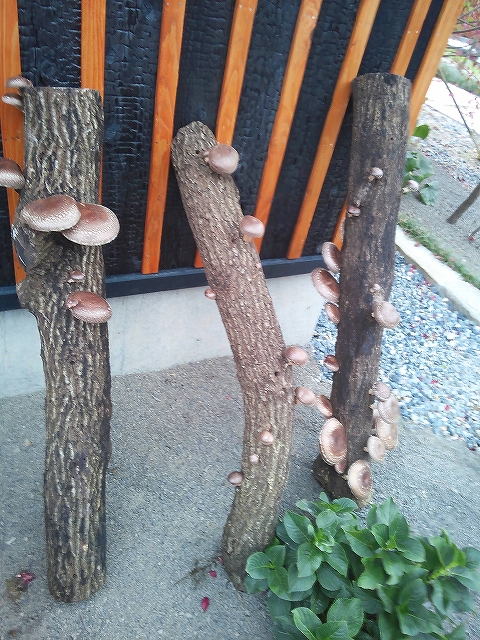 くれしいたけ