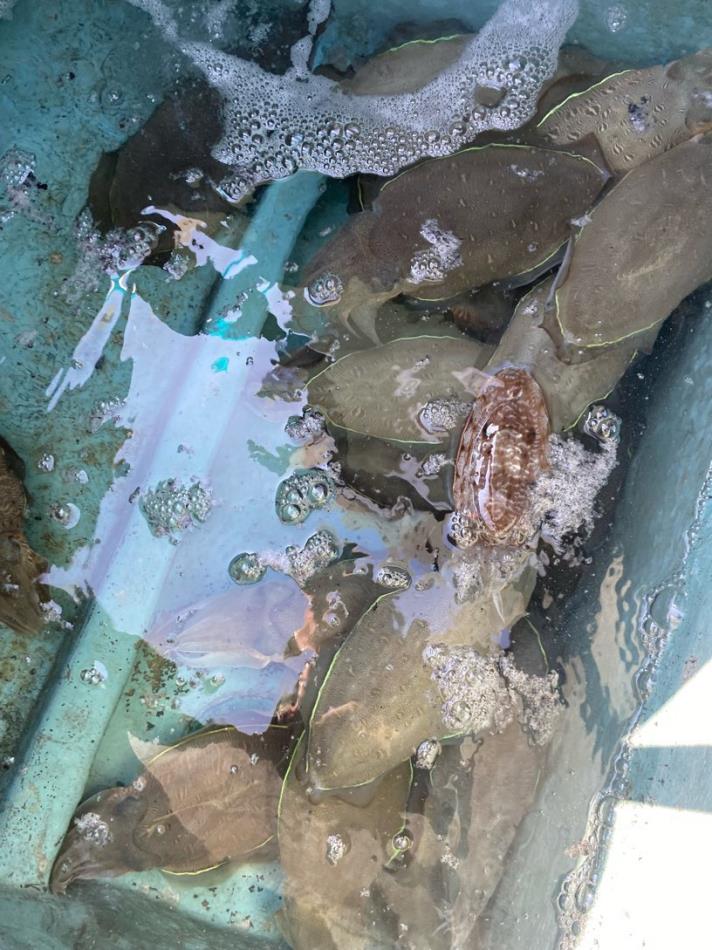 モンゴウイカ釣り