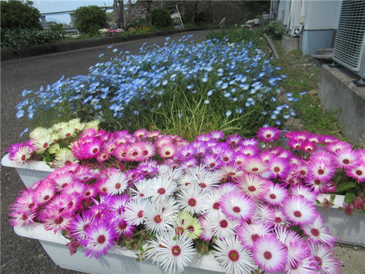 花2