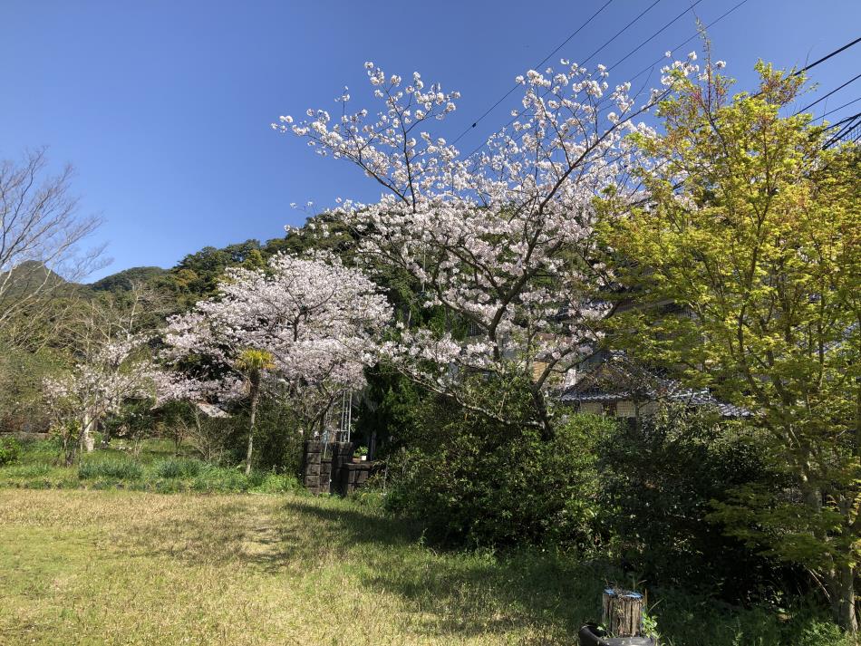 桜⑪