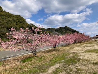 河津桜２月１７日