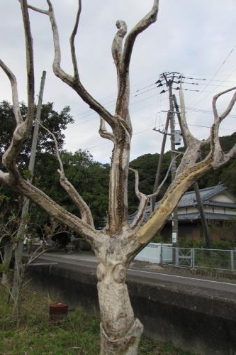 ちぇんそーあーと