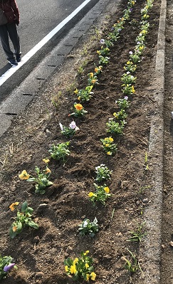 花苗植え③