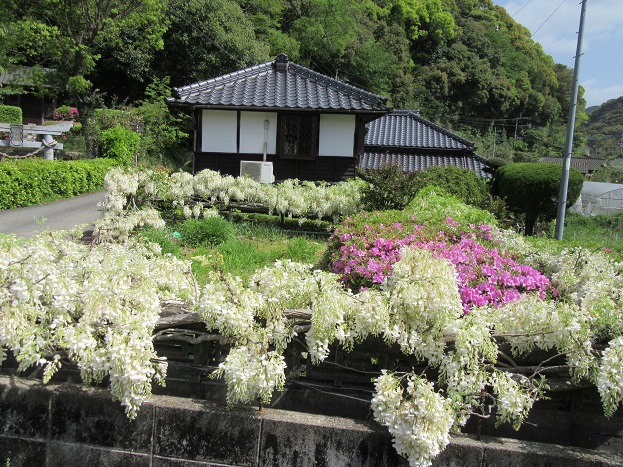 藤の花