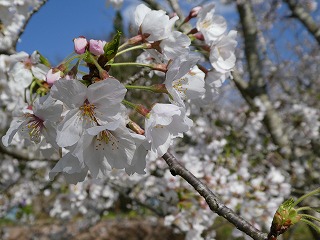 桜