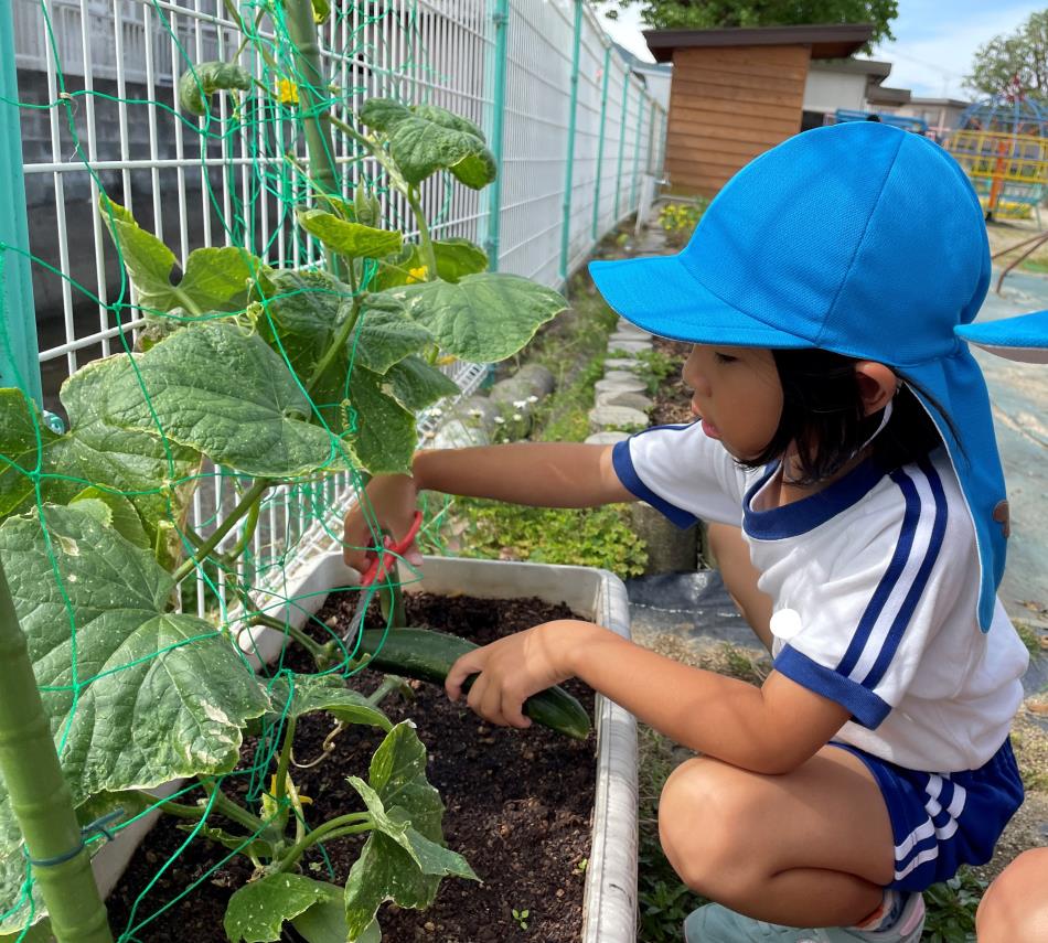 夏野菜の収穫（すみれ）