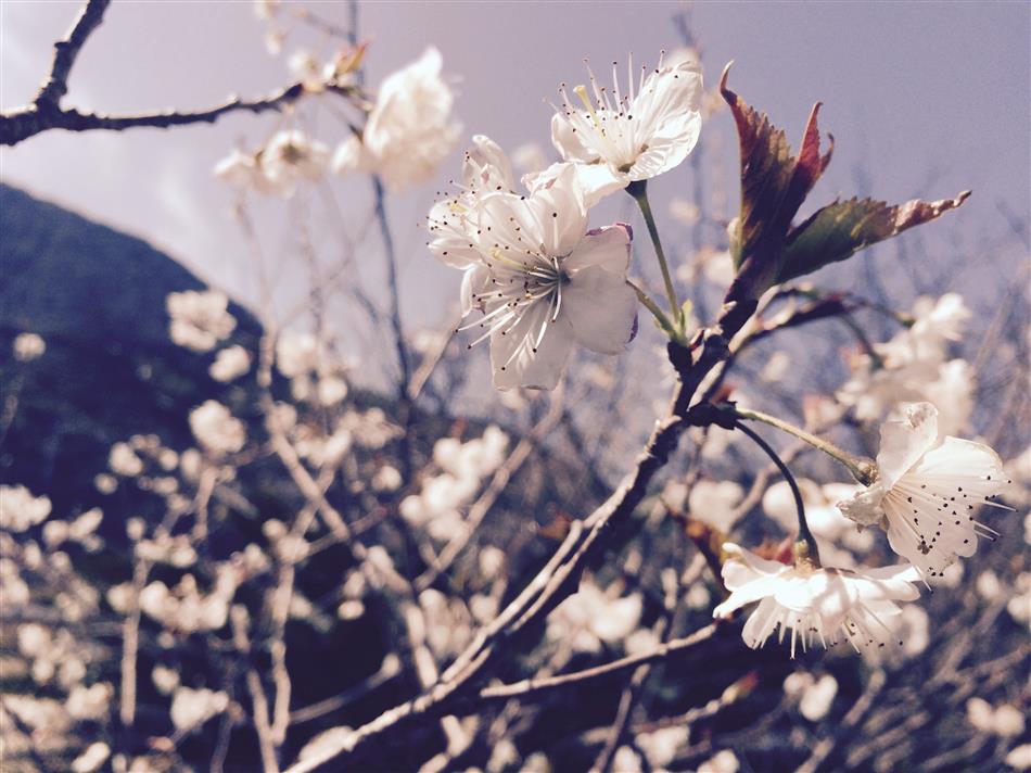 浦コミセン桜