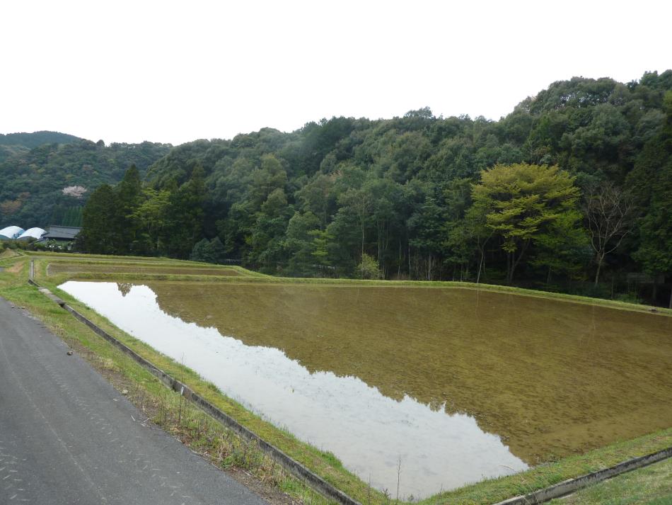 田植え準備