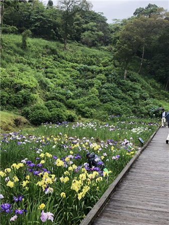 6月2日花菖蒲園（回転90）（縮小337×450）