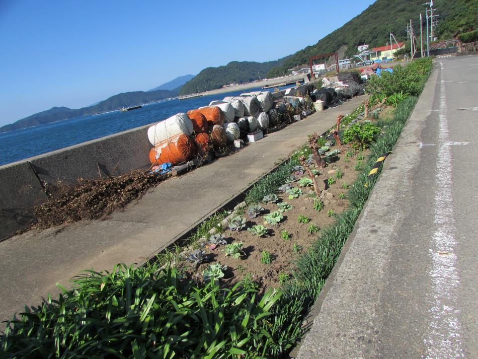 花苗の「植栽