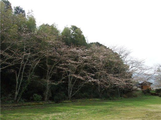 さくら1