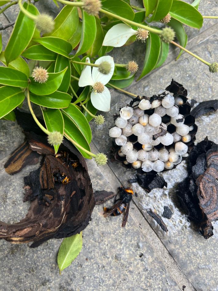 蜂の巣
