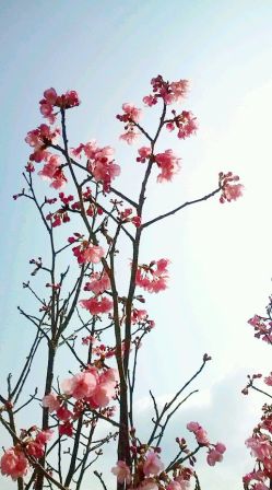 桜