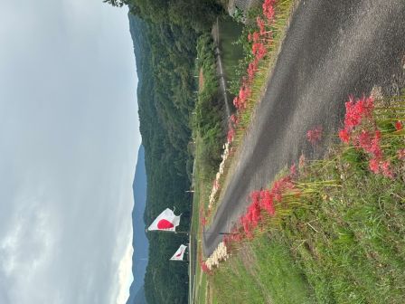 R8彼岸花フェスタ旗④