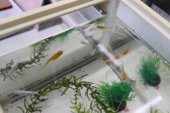 メダカ水槽2