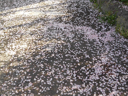 散り桜３