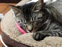 スマホでパチリ　にゃんこ15