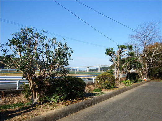 樹3