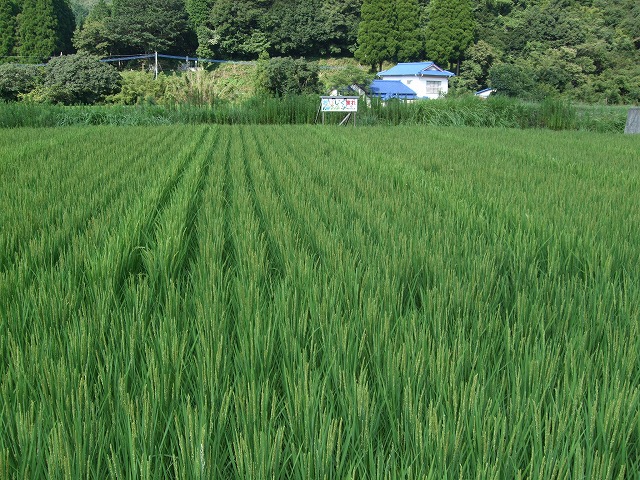 福連木子供会の田んぼ