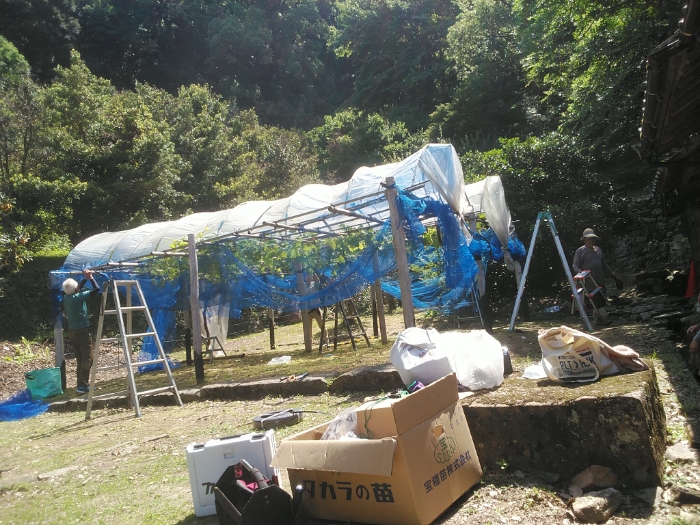 R８年　高浜ぶどう　2月の作業　