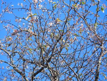 桜咲く！