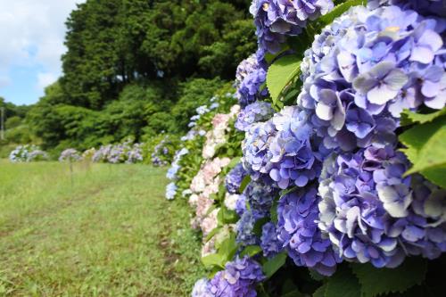 20190628紫陽花1