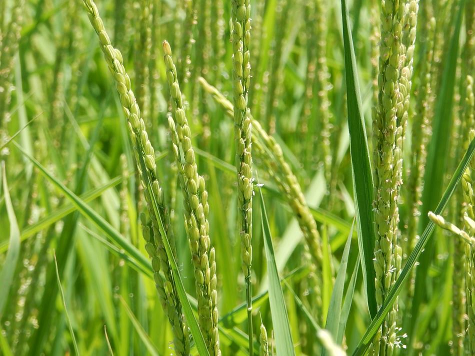 実るほど頭を垂れる稲穂かな🌾