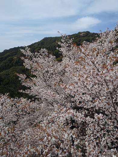 山桜