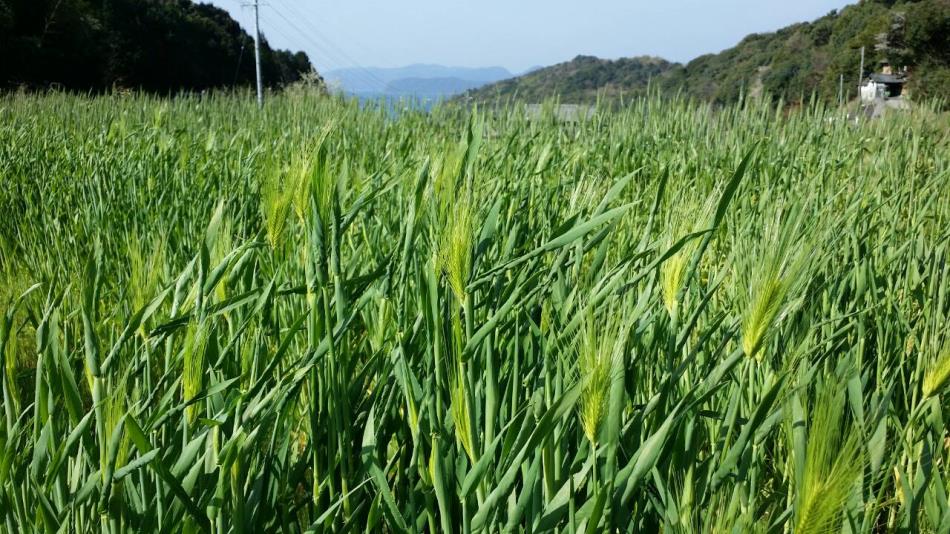 大麦と小麦の栽培と山椒の挿し木 お知らせ Naturalherb 香草園 ナチュラルハーブ香草園