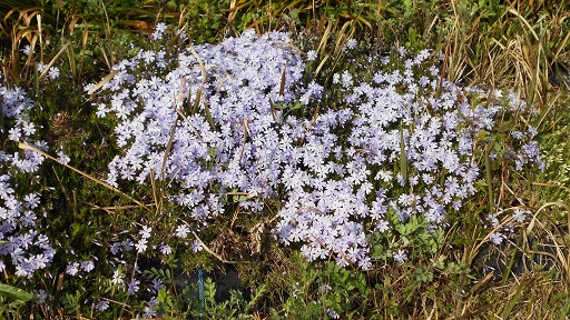 紫芝桜