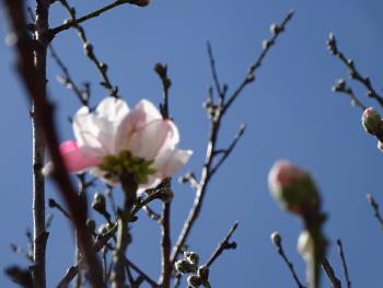 桜　開花