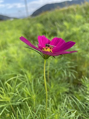 ひだまりの花畑(コスモス)20211019②（回転90）