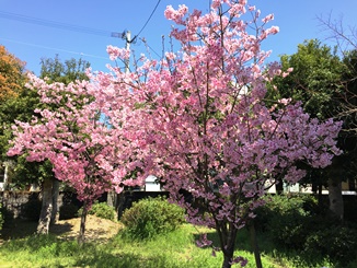 桜満開