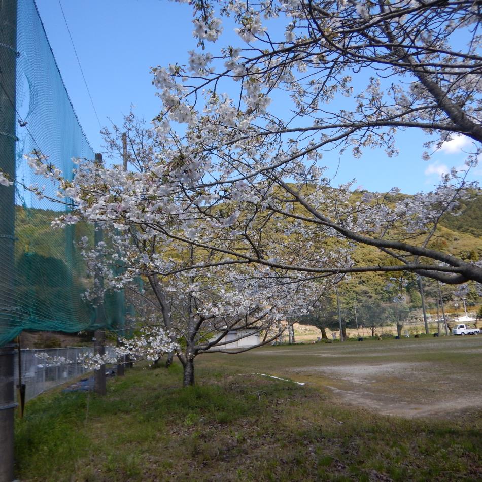 20260326いきいき健康農園交流会 (1)