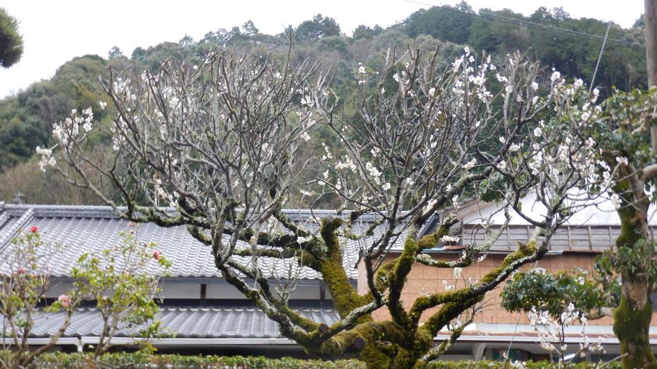 白梅 (4)