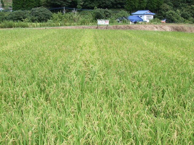 福連木子供会の田んぼ