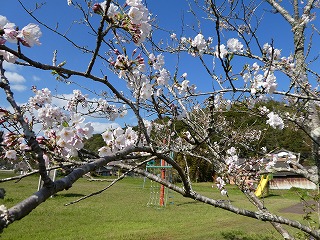 桜