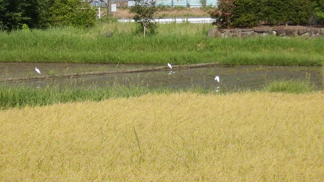 20220823稲刈り (2)