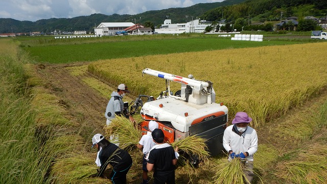 20220823稲刈り (62)