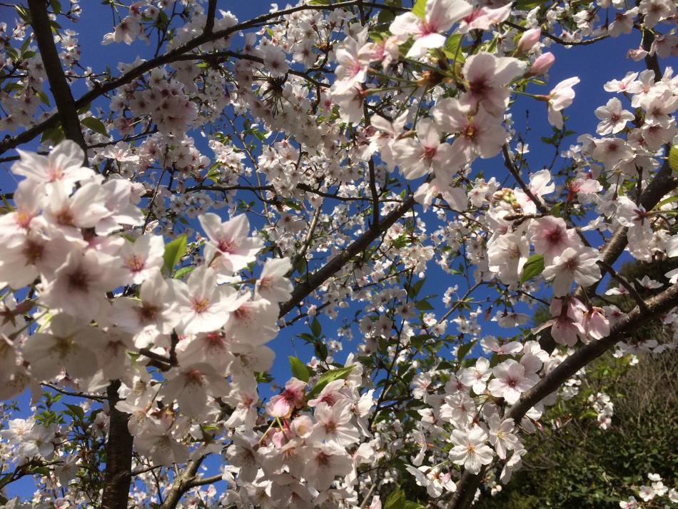 桜