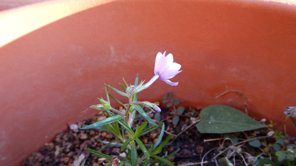 芝桜