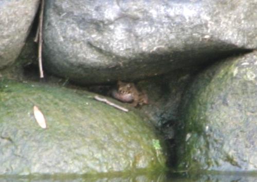 子守唄公園のカエル