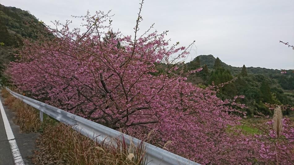 H３１河津桜