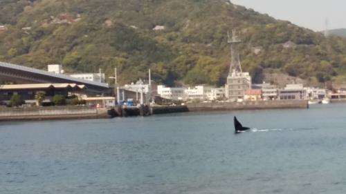 くじら