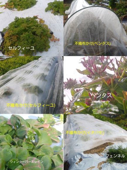 ハーブ防寒
