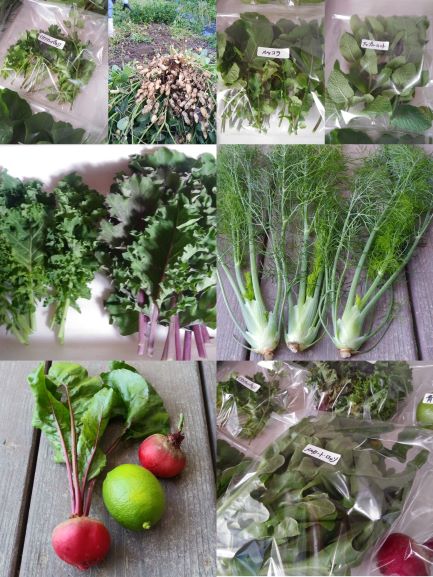 「おまかせハーブ野菜セット」