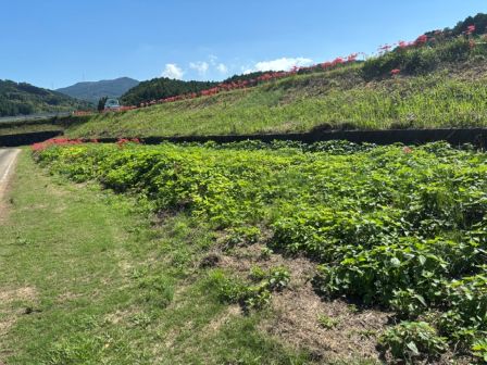 コスモス植えた後